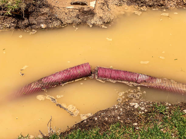 Best Flood restoration services  in Williamston, SC